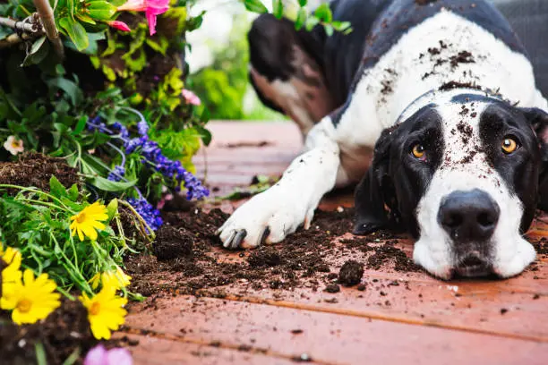 Plantas tóxicas colocam cães e gatos em risco dentro de casa 2 Plantas tóxicas