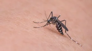 dengue