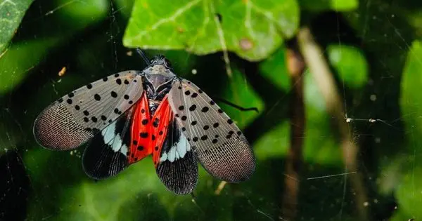 praga invasora estados unidos conexao planeta