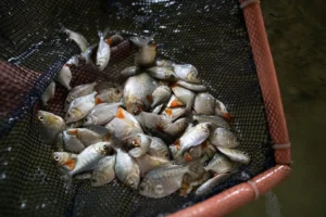 10 abre Psicultura em Goias Foto Wenderson Araujo CNA