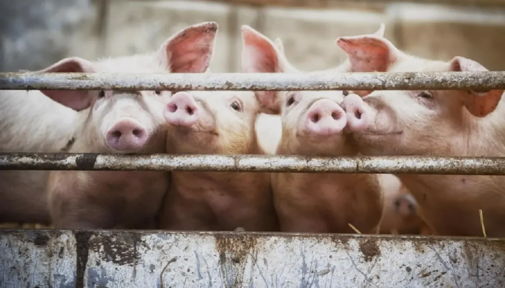 fases criacao suinos