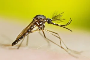 dengue