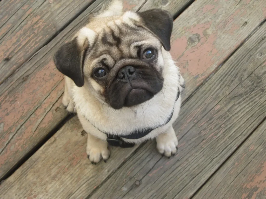 Cachorro de focinho curto sofre para respirar? Perder peso pode ajudar, diz estudo