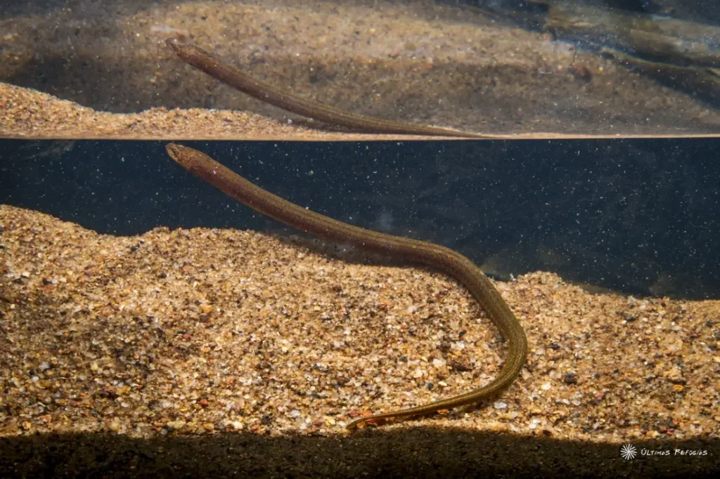 Cerrado: conheça 10 animais silvestres que só existem no bioma mais rico do Brasil 2 cerrado