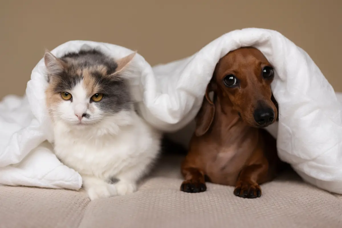 Cuidados com pet entra no imposto de renda? confira