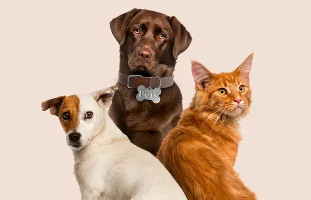 Lei proíbe deixar cães sozinhos por mais de seis horas e prevê multa e até prisão aos tutores 2 problema