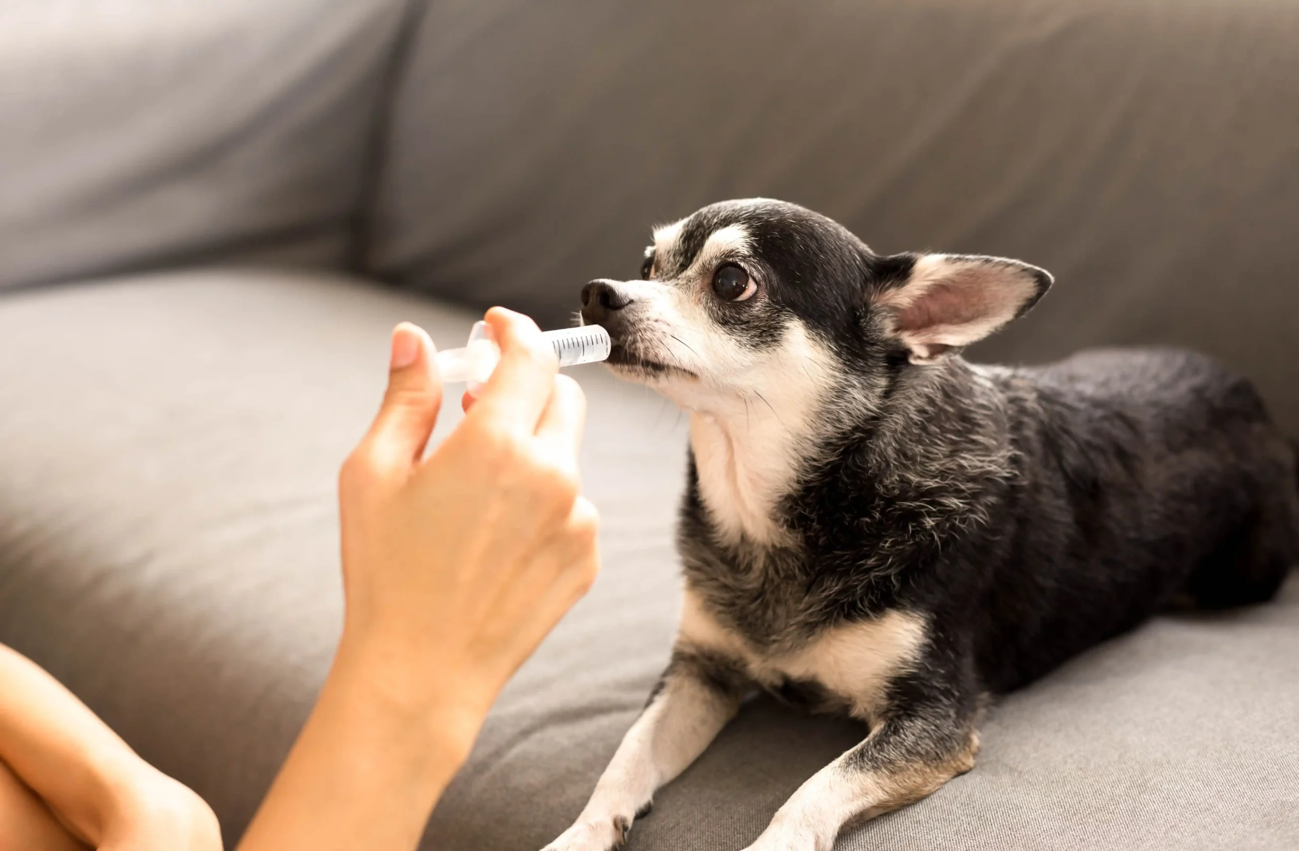 Remédios para pets podem mudar no Brasil; veja o que está em discussão