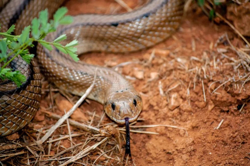 ladder snake close up with tongue outside 1