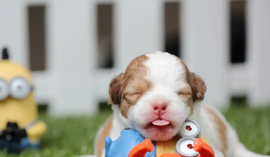 Primeiro banho do cachorro? Calma! Saiba a hora certa e como fazer sem estresse