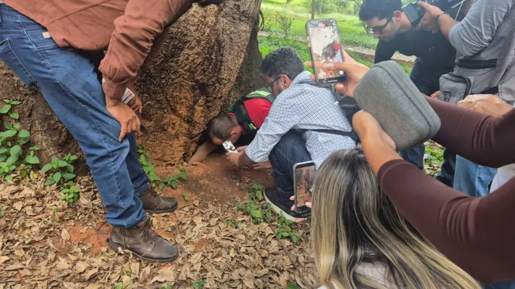 Moradores pressionam e Amma suspende corte de árvores no Lago das Rosas 2 Amma afirma que 48 árvores apresentam problemas estruturais, mas moradores pedem novo laudo técnico e mais diálogo sobre a revitalização do parque