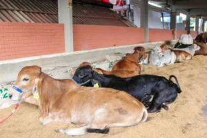 Pecuária
