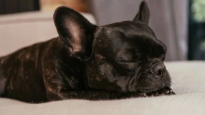 Nem cama nem chão: onde o pet deve dormir no frio?