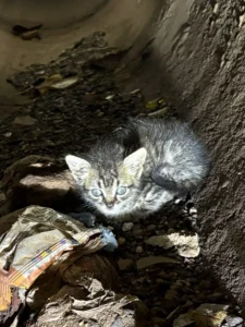 Bombeiros resgatam filhote de gato preso há cinco dias em galeria pluvial em Goiânia