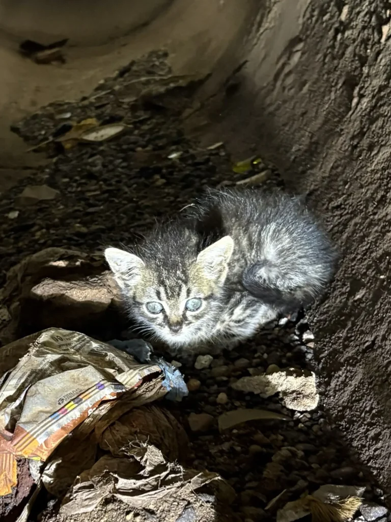 Bombeiros resgatam filhote de gato preso há cinco dias em galeria pluvial em Goiânia