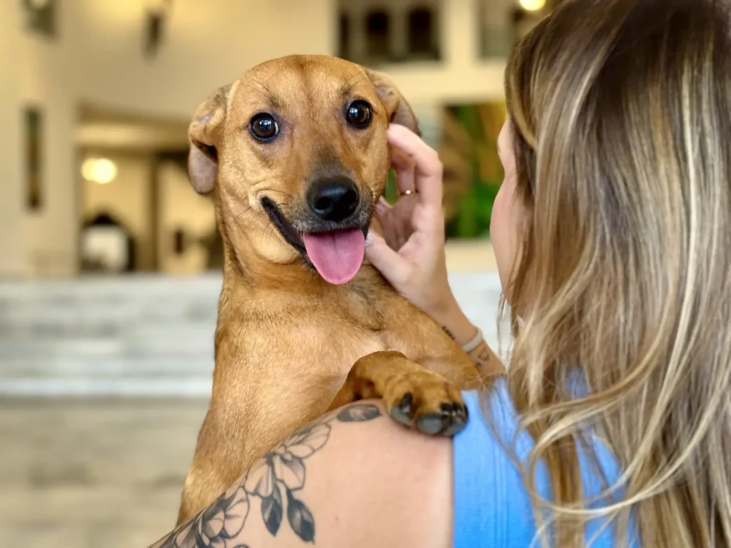 Projeto quer incluir pets na Lei Maria da Penha e ampliar proteção a mulheres vítimas de violência