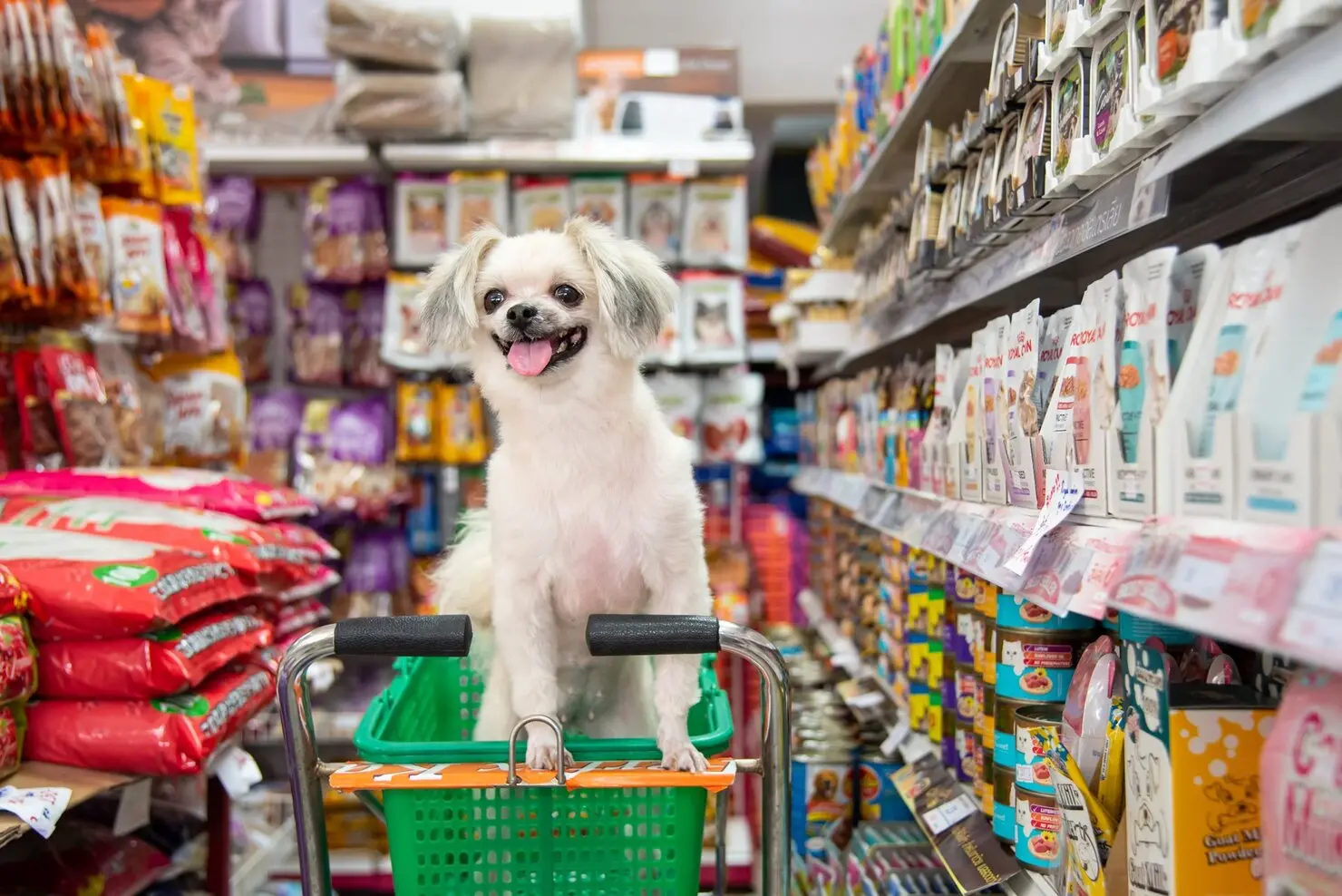 Mercado pet dispara no Brasil e muda hábitos de consumo das famílias