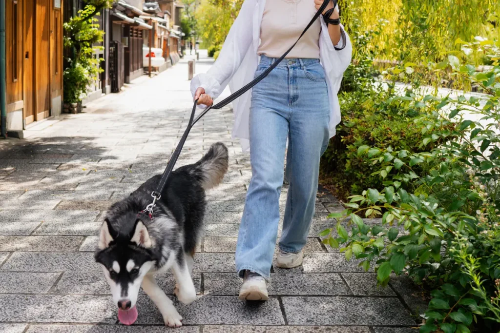 Passear com pets na coleira evita acidentes e garante mais segurança nas ruas
