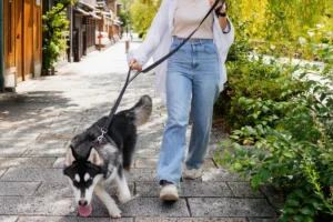 Passear com pets na coleira evita acidentes e garante mais segurança nas ruas