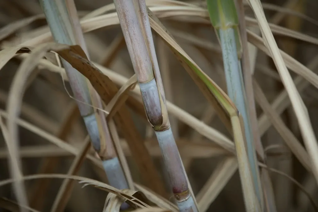 Goiás bate recorde e assume 2º lugar nacional na produção de cana-de-açúcar 2 cana