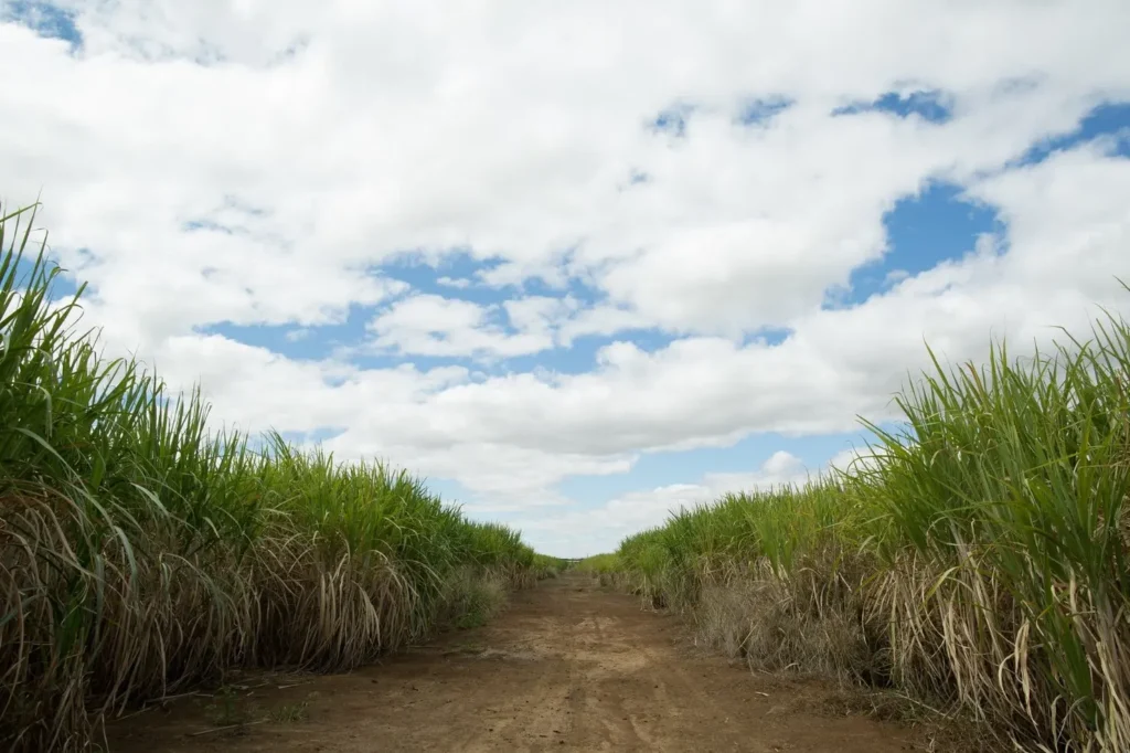 Goiás bate recorde e assume 2º lugar nacional na produção de cana-de-açúcar 3 cana