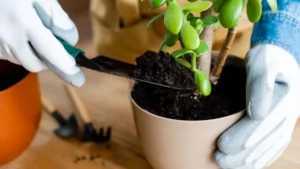 Benefícios de cultivar plantas em casa