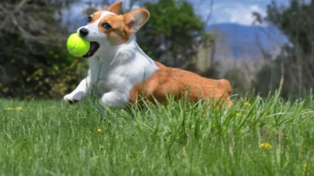 Brinquedos de corda ou bolas: qual é melhor para estimular cães? 2 bolas para cachorros