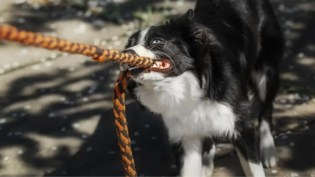 Brinquedos de corda ou bolas: qual é melhor para estimular cães? 3 brinquedos com cordas para cachorros