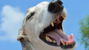 8 em cada 10 pets têm problemas bucais e tutores ignoram