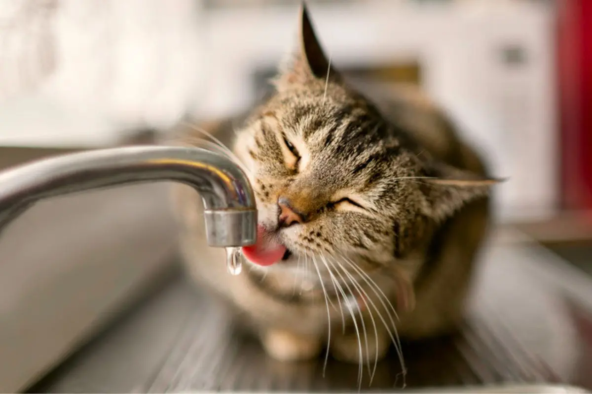 Tempo seco também afeta cães e gatos; saiba reconhecer os sinais