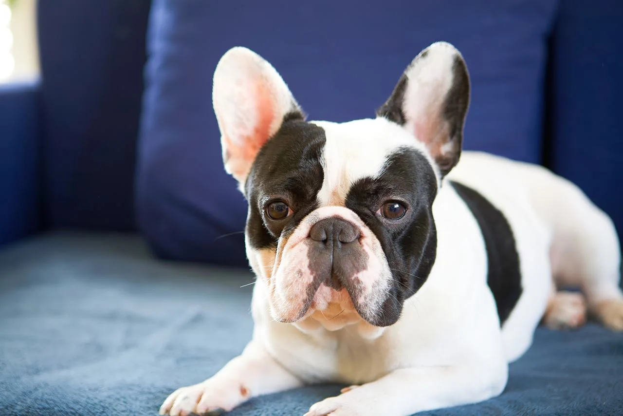 União Europeia aprova regras que podem afetar criação de raças como pug e buldogue francês