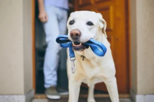 Rotina organizada pode aumentar expectativa de vida de cães e gatos, alertam especialistas