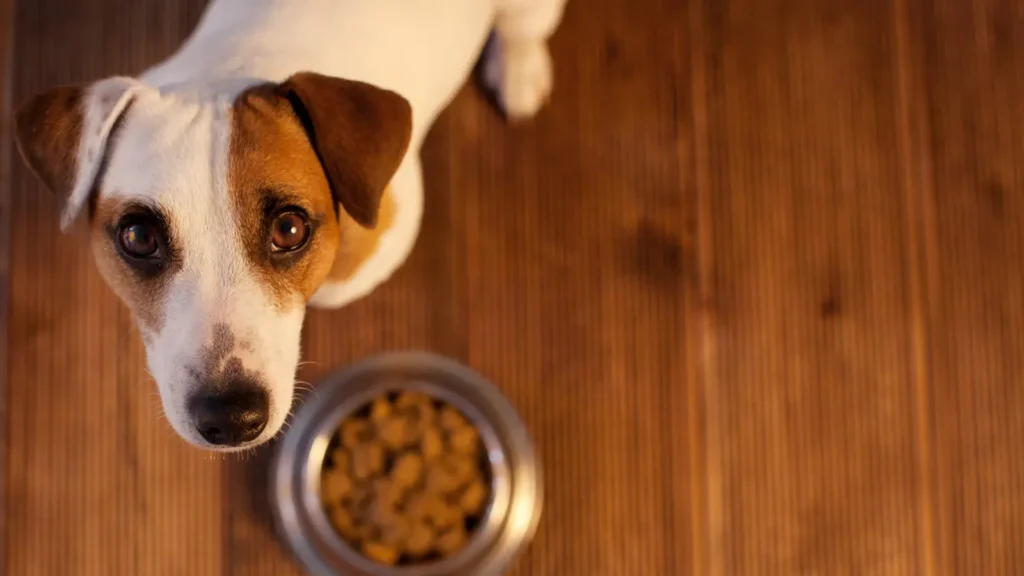 Mais de 84% dos cães apresentam sinais de ansiedade e medo, aponta estudo
