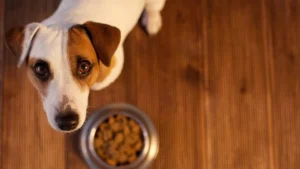 Mais de 84% dos cães apresentam sinais de ansiedade e medo, aponta estudo