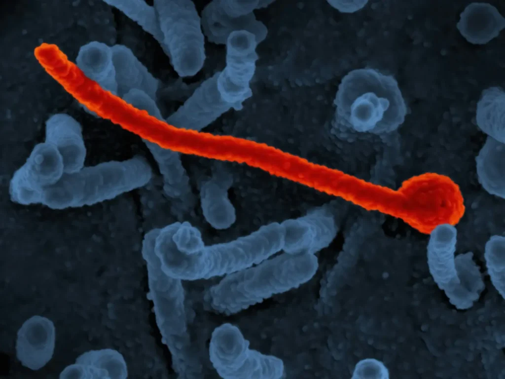 national institute of allergy and infectious diseases UASwQWDeQoc unsplash
