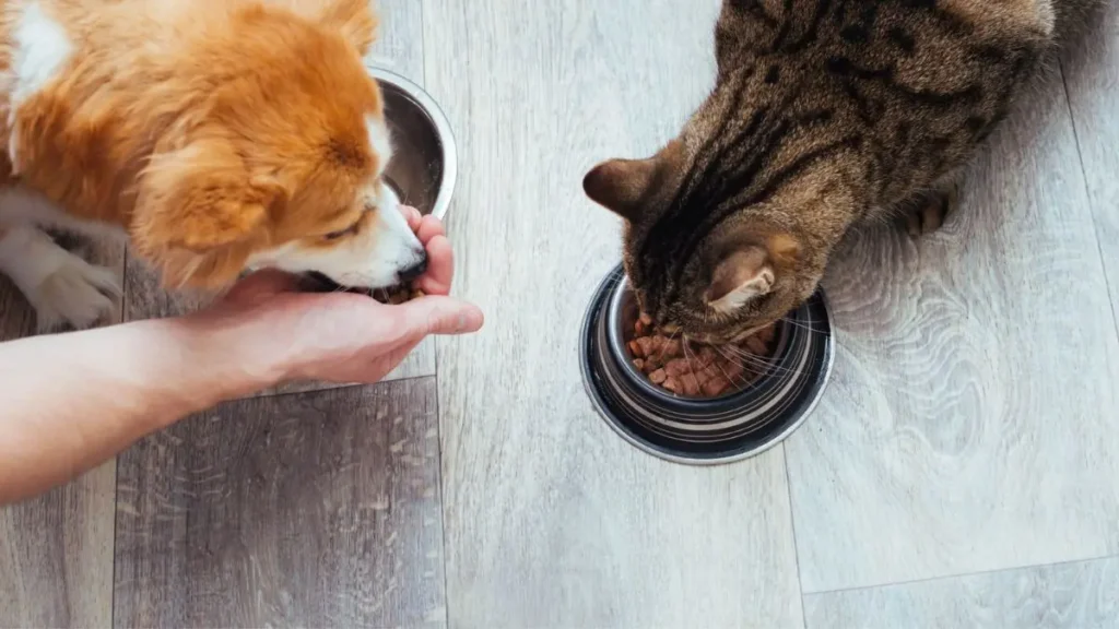 ração seca ou ração úmida para pets