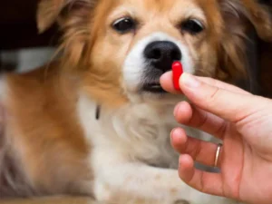 Saiba o jeito certo de dar remédios para cães e gatos