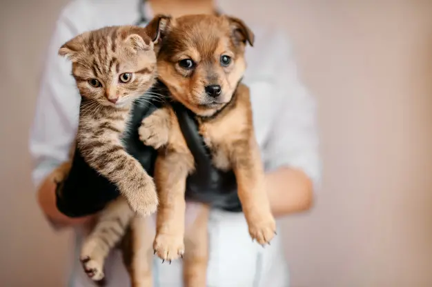 veterinario guantes negros perro gato sus manos 119439 469