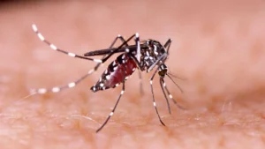 Mosquito da dengue pode transmitir doença fatal para cães e gatos; saiba qual