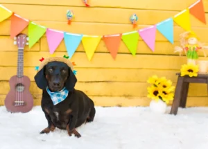 Vai levar o pet para a festa junina? Veja 7 cuidados para evitar acidentes e estresse