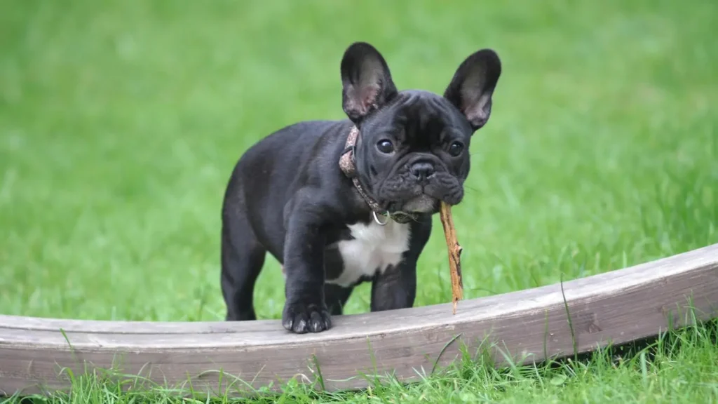 Raças de cachorro que soltam pouco pelo