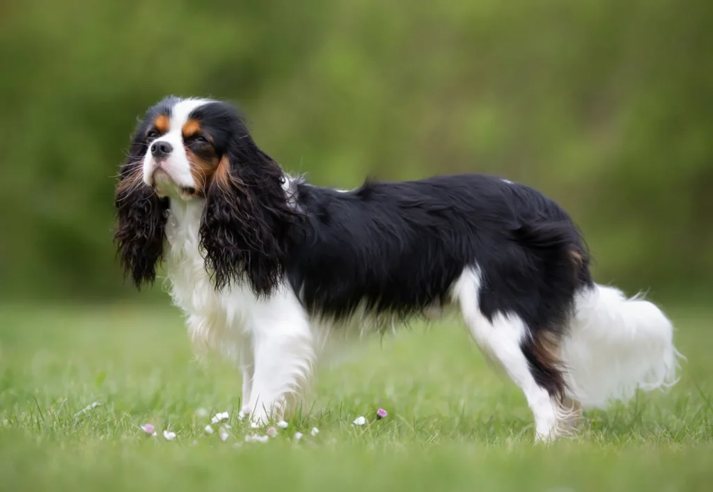 10 raças de cachorro consideradas as mais dóceis 3 raças de cachorro mais dóceis