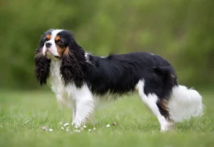 raças de cachorro mais dóceis