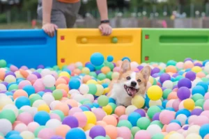 Vai deixar seu pet na creche? confira dicas importantes antes de matriculá-lo