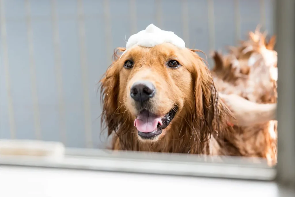 Frio em Goiás: veja os cuidados na hora de dar banho no cachorro sem resfriá-lo