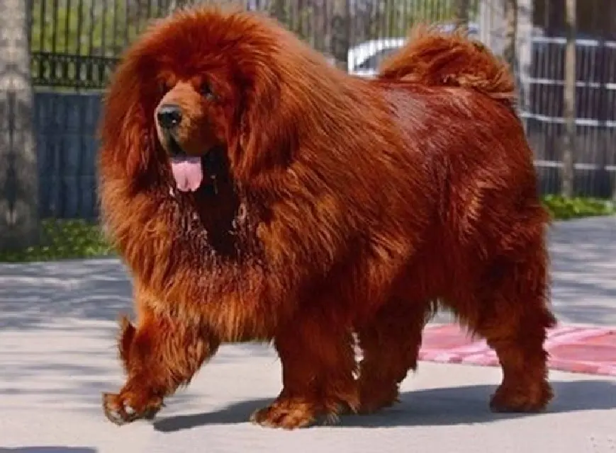 raças de cachorro mais caras