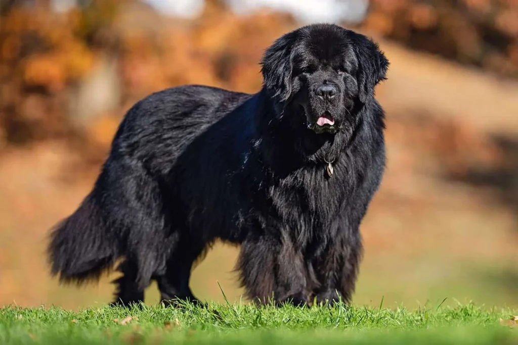 10 raças de cachorro consideradas as mais dóceis 5 Newfoundland