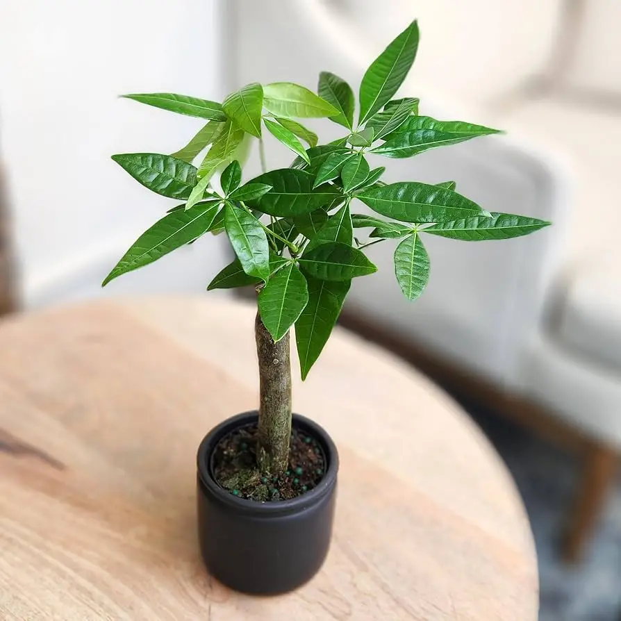 plantas que atraem dinheiro