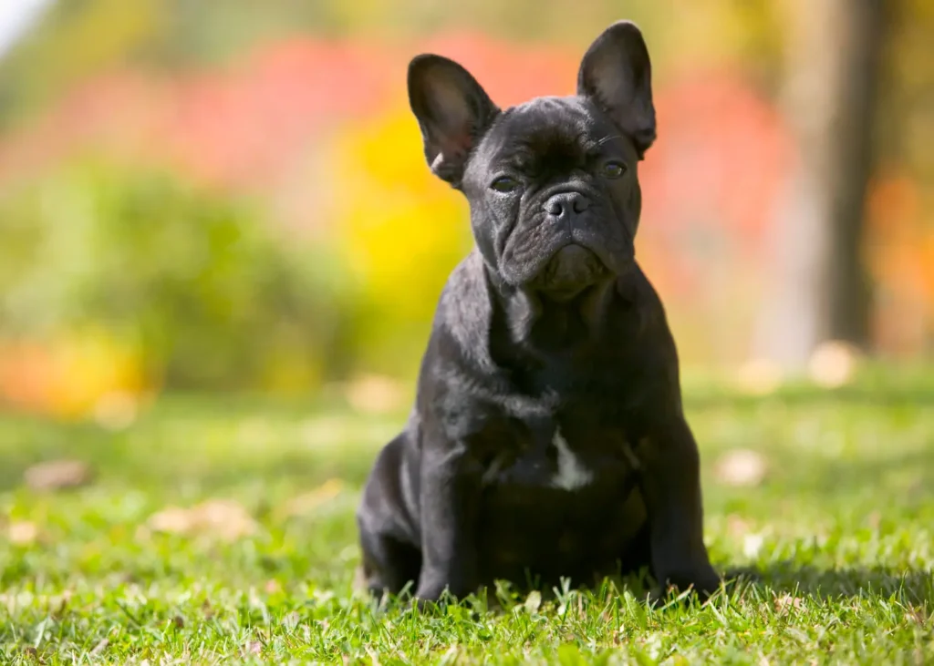 Melhores raças de cachorro para apartamento