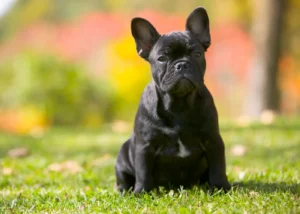 Melhores raças de cachorro para apartamento