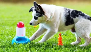 Atividades simples para pets